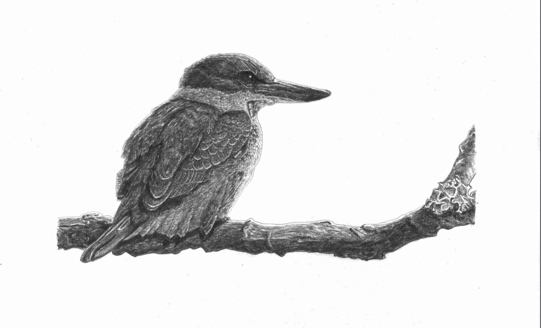 Kōtare/Kingfisher