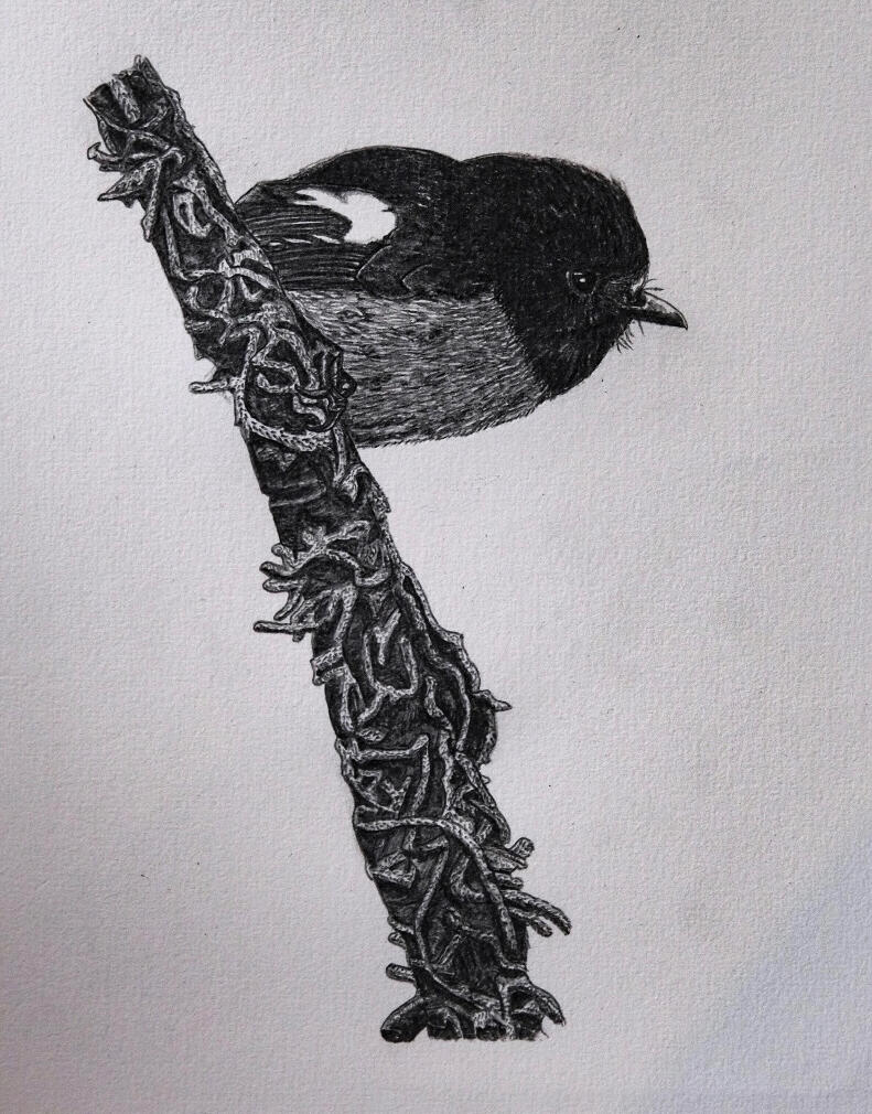 Miromiro/Tomtit