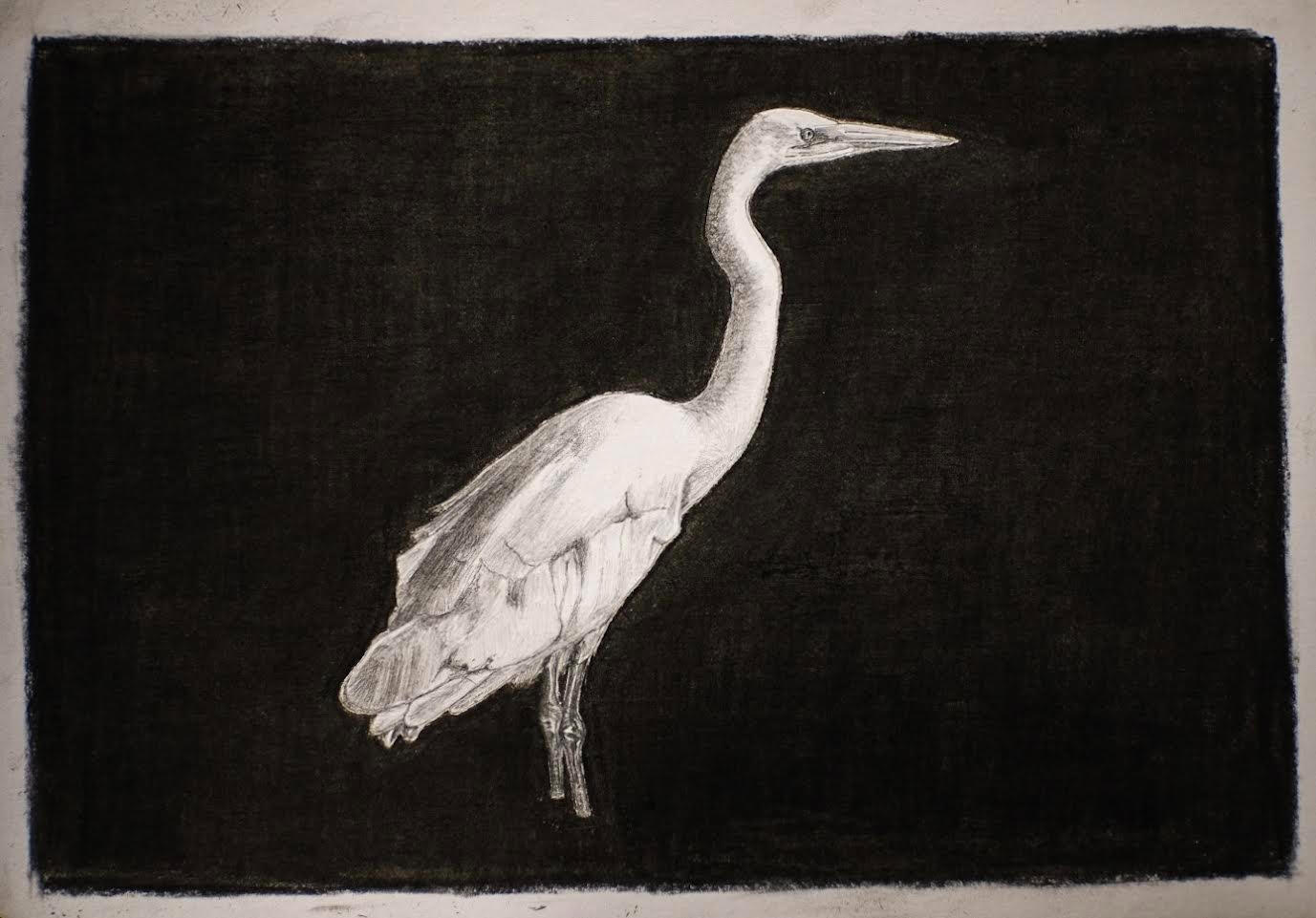 Kōtuku/White Heron