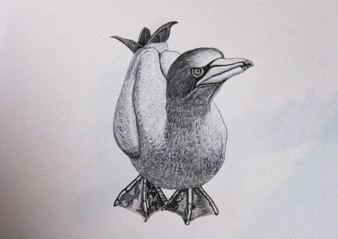 Tākapu/Australasian Gannet