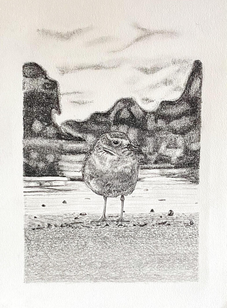 Tūturiwhatu/Dotterel
