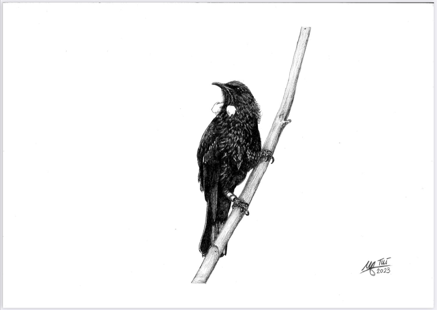 Tūī