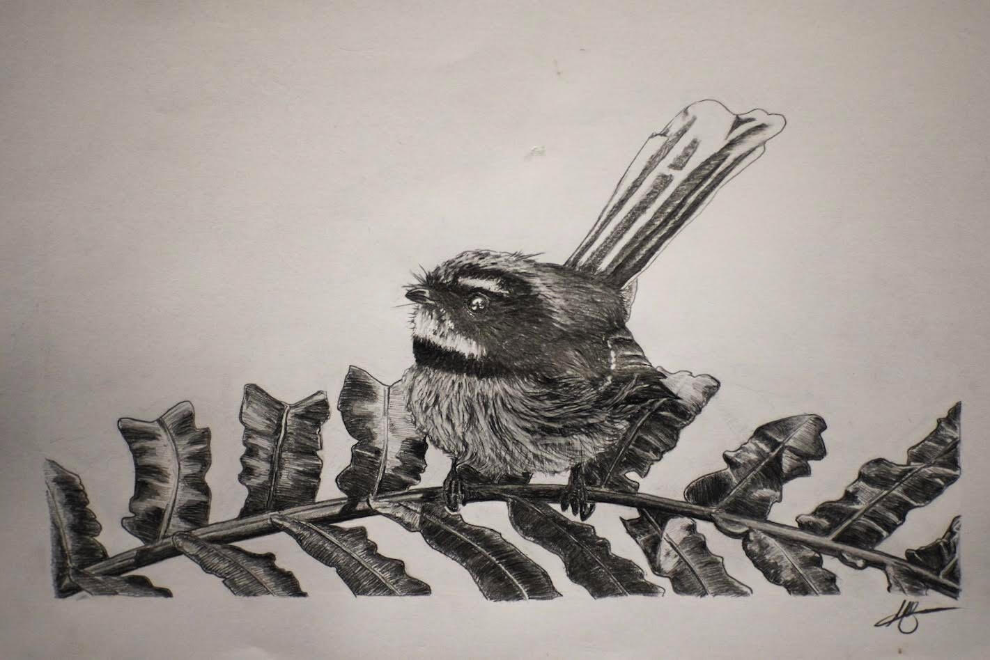 Pīwakawaka/Fantail