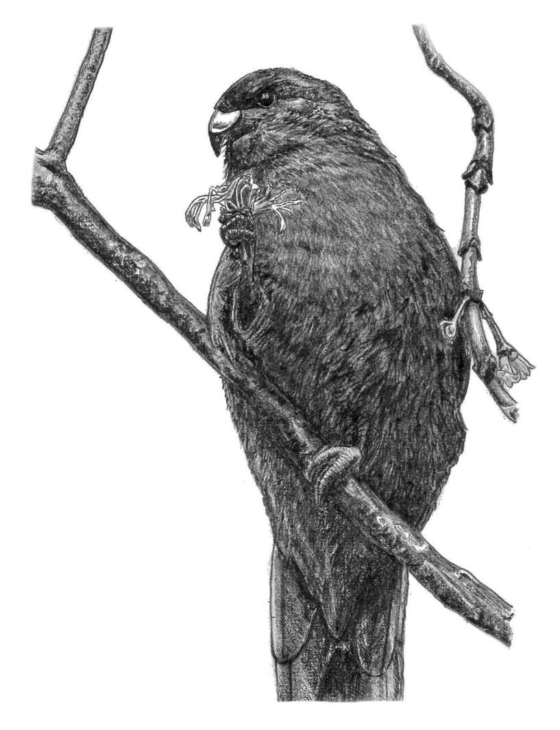 Kākāriki/Red crowned Parakeet