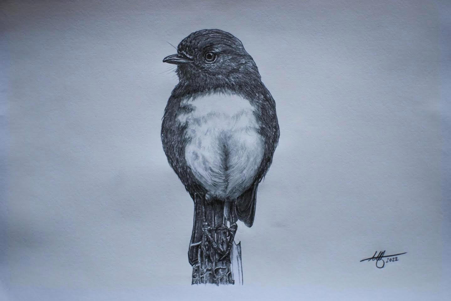 Toutouwai/South Island Robin