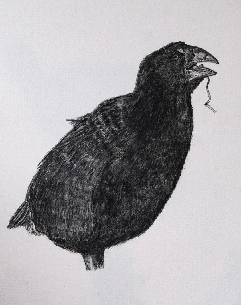 Takahē