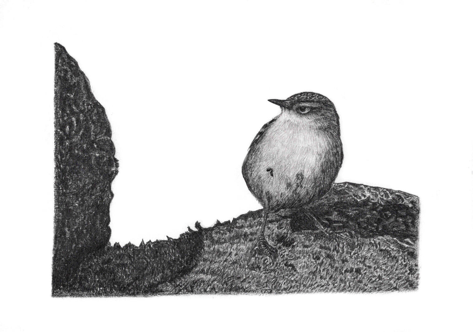 Piwauwau / Rock Wren