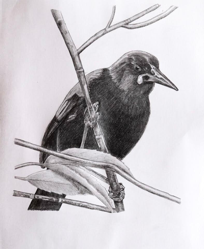 Tīeke/Saddleback